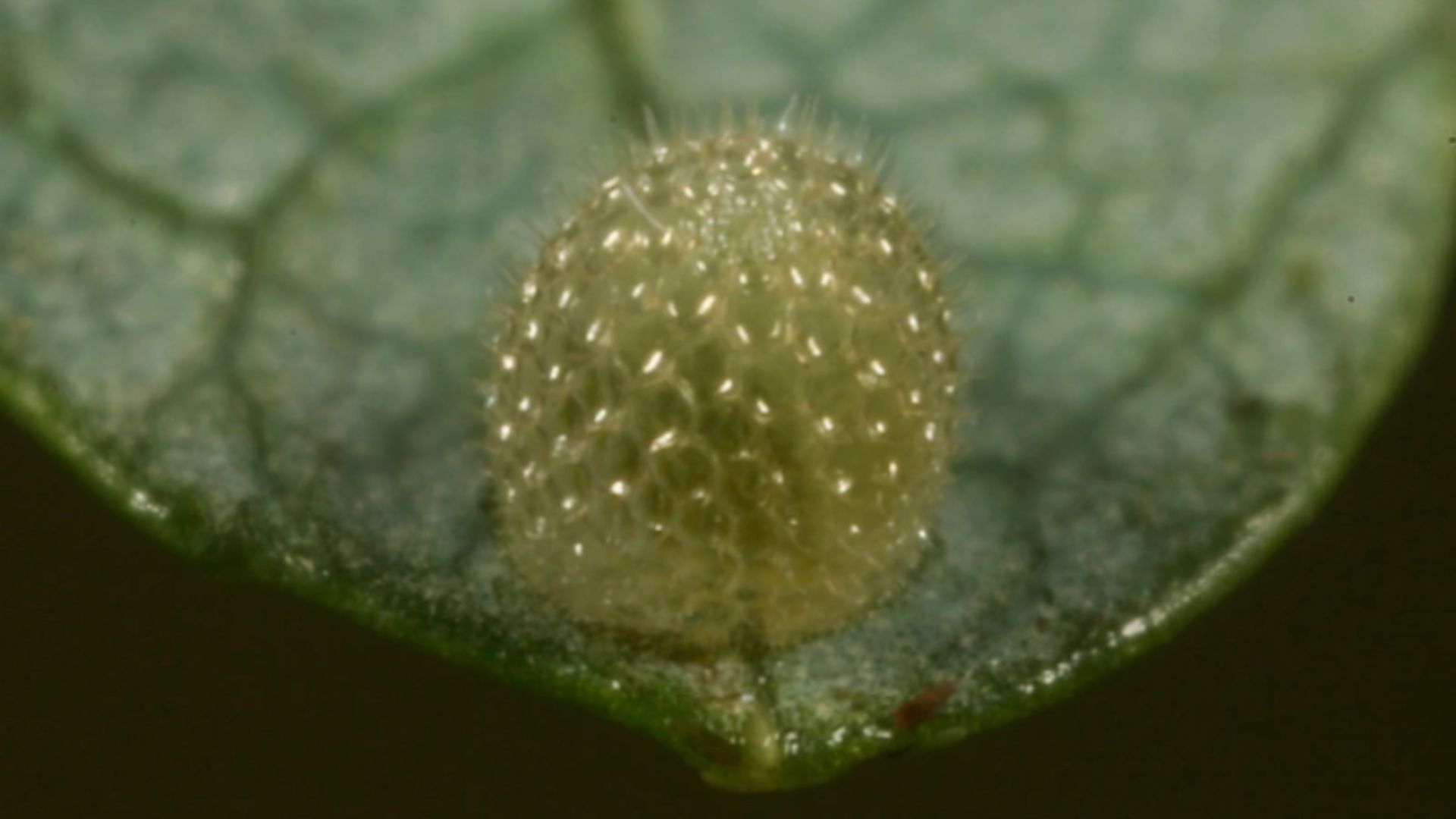 A nagy fehérsávoslepke petéje.jpg